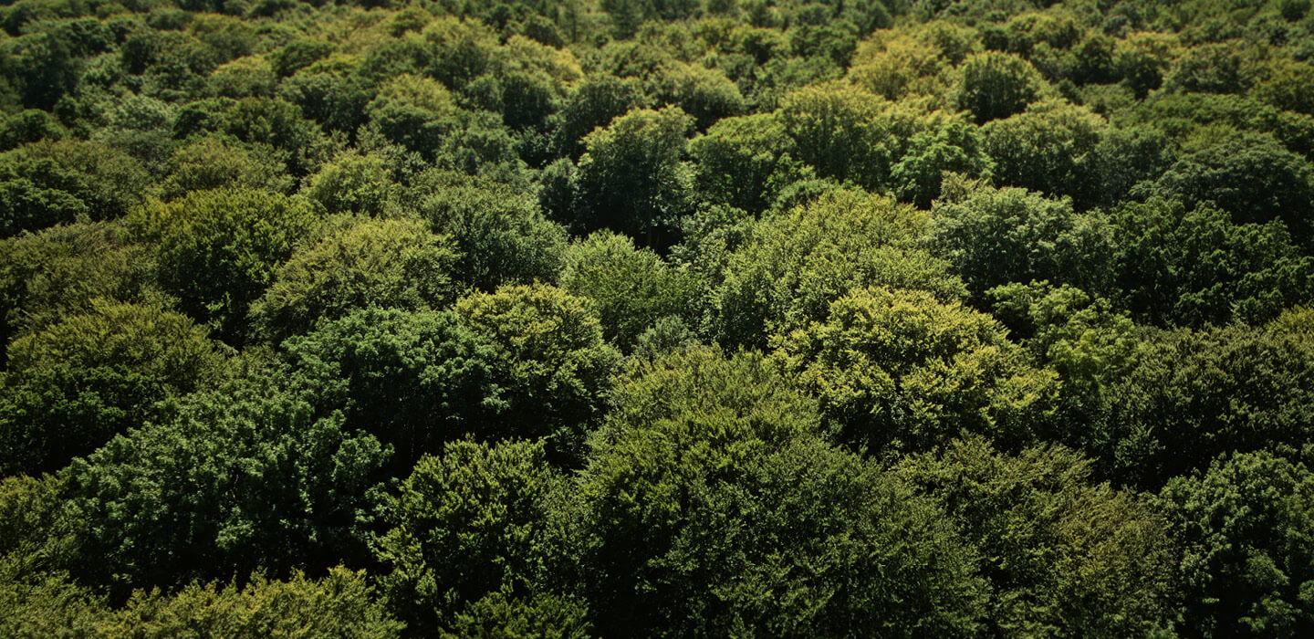 Danica arbejder for bæredygtighed gennem ansvarlige investeringer, klimaindsats og finansiel tryghed